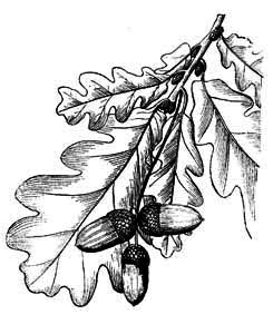 Fagaceae Quercus robur L. 