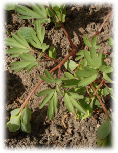 Fumariaceae Corydalis intermedia (L.) Merat 