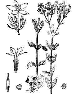 Gentianaceae Centaurium minus Moench 