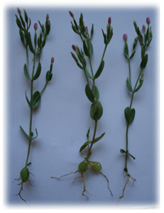 Gentianaceae Centaurium pulchellum (Swartz) Druce 