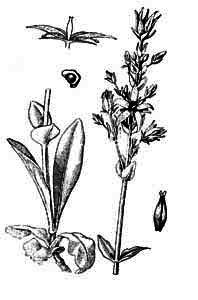 Gentianaceae Swertia perennis L. 