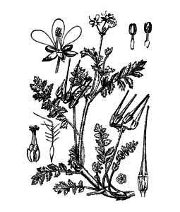 Geraniaceae Erodium cicutarium (L.) L Her. 