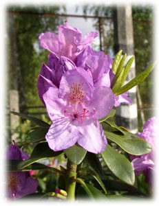 Ericaceae Rhododendron x hybridum hort. cv. Catawbiense Boursault