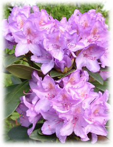 Ericaceae Rhododendron x hybridum hort. cv. Catawbiense Boursault
