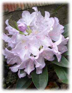 Ericaceae Rhododendron x hybridum hort. cv. Effner