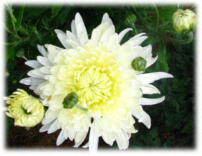 Chrysanthemum coreanum (H. Levl. et Vaniot) Nakai ex T. Mori cv. Белая Корейская