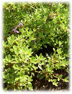 Ericaceae Rhododendron impeditum Balf. fil. et W.W. Sm. 