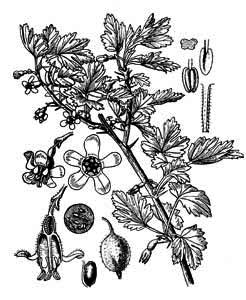 Grossulariaceae Grossularia reclinata (L.) Mill. 
