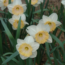 Amaryllidaceae Narcissus x hybridus hort. cv. Sentinel