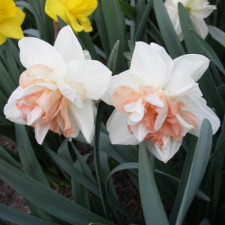 Amaryllidaceae Narcissus x hybridus hort. cv. My Story