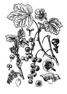 Ribes rubrum L. 