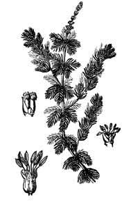 Haloragaceae Myriophyllum spicatum L. 
