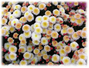 Asteraceae Chrysanthemum coreanum (H. Levl. et Vaniot) Nakai ex T. Mori cv. Gigi White