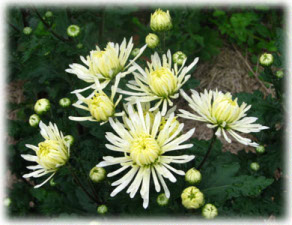 Chrysanthemum coreanum (H. Levl. et Vaniot) Nakai ex T. Mori cv. Снежинка