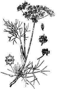 Apiaceae Foeniculum vulgare Mill. 