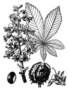 Hippocastanaceae Aesculus hippocastanum L. 