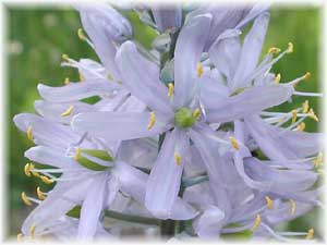Hyacinthaceae Camassia leichtlinii (Baker) S. Wats. 