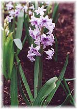 Hyacinthus x hybridus hort. cv. Краснодарский