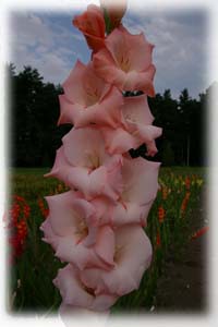 Gladiolus x hybridus hort. cv. Alfred Nobel