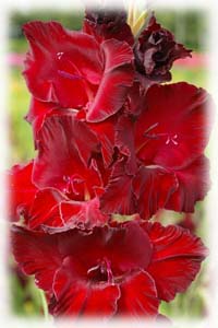 Gladiolus x hybridus hort. cv. King David