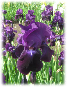 Iridaceae Iris x hybrida hort. cv. Blue Danuble