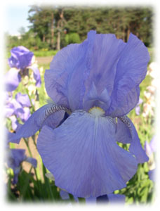 Iridaceae Iris x hybrida hort. cv. Blue Monarch