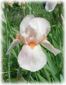 Iridaceae Iris x hybrida hort. cv. Cadillac