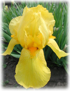 Iris x hybrida hort. cv. California Gold
