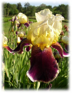 Iris x hybrida hort. cv. Eldorado