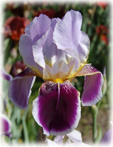 Iris x hybrida hort. cv. Espada