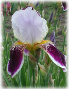 Iridaceae Iris x hybrida hort. cv. Espada