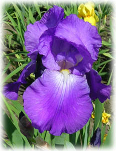 Iris x hybrida hort. cv. Frances Craig