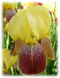 Iridaceae Iris x hybrida hort. cv. Fro