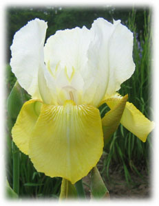 Iridaceae Iris x hybrida hort. cv. Golden Alps