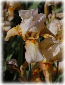 Iridaceae Iris x hybrida hort. cv. Golden Flame