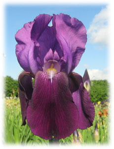 Iridaceae Iris x hybrida hort. cv. Indian Hills