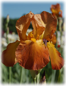 Iridaceae Iris x hybrida hort. cv. Juliet