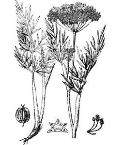 Apiaceae Kadenia dubia (Schkuhr) Lavrova et V. Tikhomirov 