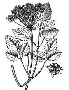 Apiaceae Laserpitium latifolium L. 