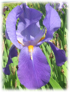 Iridaceae Iris x hybrida hort. cv. Sapphire