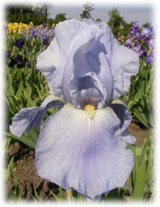 Iridaceae Iris x hybrida hort. cv. South Pacific