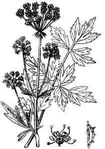 Apiaceae Levisticum officinale W.D.J. Koch 
