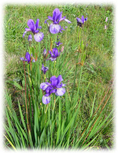 Iridaceae Iris sibirica L. 