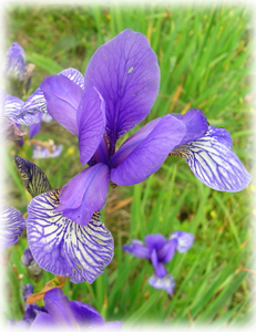 Iridaceae Iris sibirica L. 