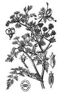 Apiaceae Oenanthe aquatica (L.) Poir. 