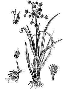 Juncaceae Luzula pilosa (L.) Willd. 