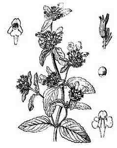 Lamiaceae Clinopodium vulgare L. 