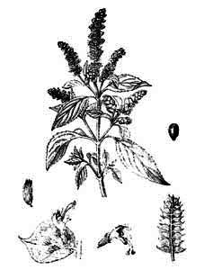 Lamiaceae Elsholtzia ciliata (Thunb.) Hyl. 
