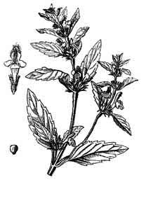 Lamiaceae Galeopsis tetrahit L. 