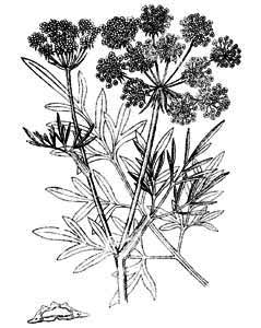Apiaceae Peucedanum palustre (L.) Moench 
